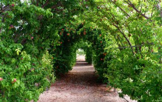 Túnel de frutales a la entrada